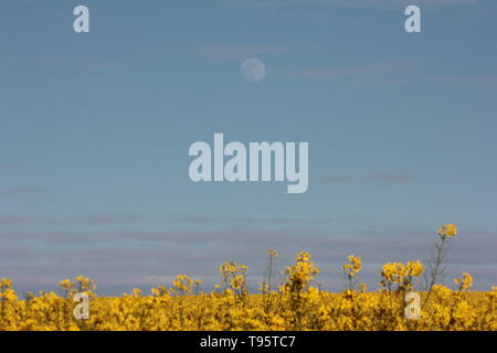 Morpeth Northumberland, Großbritannien. 16. Mai, 2019. Waxing Gibbous May Flower Moon mit Feld von Rapsöl Blumen. Quelle: David Whinham/Alamy leben Nachrichten Stockfoto