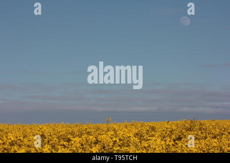 Morpeth Northumberland, Großbritannien. 16. Mai, 2019. Waxing Gibbous May Flower Moon mit Feld von Rapsöl Blumen. Quelle: David Whinham/Alamy leben Nachrichten Stockfoto