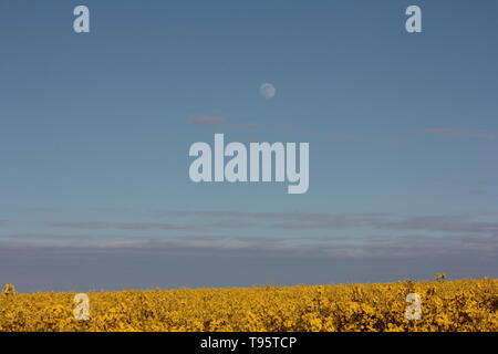 Morpeth Northumberland, Großbritannien. 16. Mai, 2019. Waxing Gibbous May Flower Moon mit Feld von Rapsöl Blumen. Quelle: David Whinham/Alamy leben Nachrichten Stockfoto