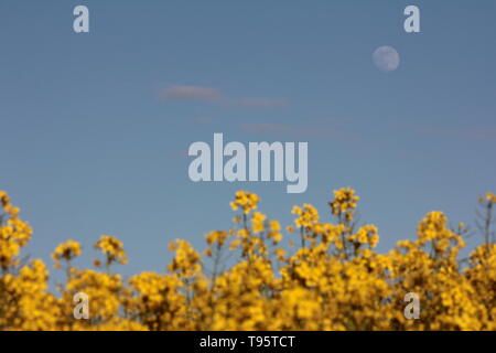 Morpeth Northumberland, Großbritannien. 16. Mai, 2019. Waxing Gibbous May Flower Moon mit Feld von Rapsöl Blumen. Quelle: David Whinham/Alamy leben Nachrichten Stockfoto