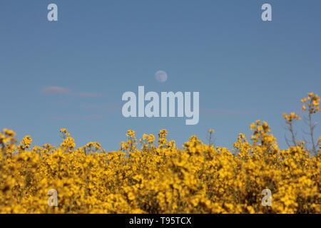 Morpeth Northumberland, Großbritannien. 16. Mai, 2019. Waxing Gibbous May Flower Moon mit Feld von Rapsöl Blumen. Quelle: David Whinham/Alamy leben Nachrichten Stockfoto