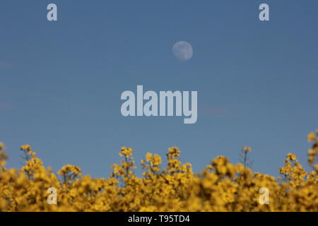 Morpeth Northumberland, Großbritannien. 16. Mai, 2019. Waxing Gibbous May Flower Moon mit Feld von Rapsöl Blumen. Quelle: David Whinham/Alamy leben Nachrichten Stockfoto