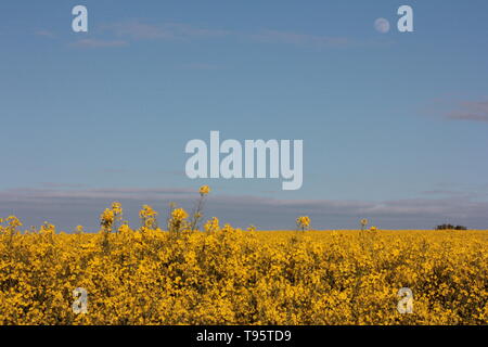 Morpeth Northumberland, Großbritannien. 16. Mai, 2019. Waxing Gibbous May Flower Moon mit Feld von Rapsöl Blumen. Quelle: David Whinham/Alamy leben Nachrichten Stockfoto