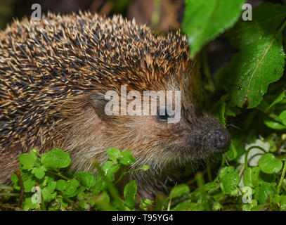 Sieversdorf, Deutschland. 16. Mai, 2019. Ein Igel ist in der Nacht in einem Garten nass mit Regen. Igel leben als Einzelgänger und sind vor allem nachts aktiv. Ihre Ernährung ist vielfältig und reicht von Regenwürmern, Insekten und Schnecken, Frösche und Mäuse. Nach Igel haben über 6000 bis 8000 Stacheln. Foto: Patrick Pleul/dpa-Zentralbild/ZB/dpa/Alamy leben Nachrichten Stockfoto