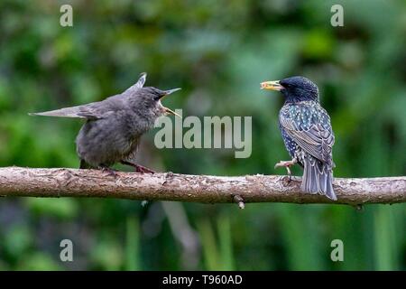 17. Mai 2019. UK Wetter. Ein jugendlicher Star (Sturnus vulgaris) bettelt um Essen heute Morgen in East Sussex, UK. Credit: Ed Brown/Alamy leben Nachrichten Stockfoto