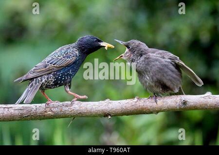 17. Mai 2019. UK Wetter. Ein jugendlicher Star (Sturnus vulgaris) bettelt um Essen heute Morgen in East Sussex, UK. Credit: Ed Brown/Alamy leben Nachrichten Stockfoto