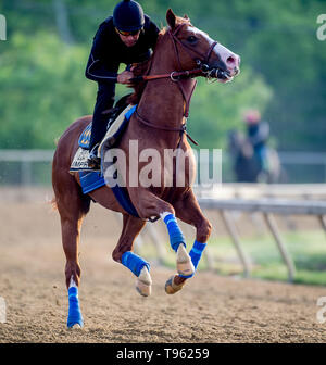 Baltimore, MD, USA. 17 Mai, 2019. Mai 17, 2019: Unwahrscheinlich, galoppiert wie Pferde für Preakness Woche vorbereiten am Pimlico Rennstrecke in Baltimore, Maryland. Carlos Calo/Eclipse Sportswire/CSM/Alamy leben Nachrichten Stockfoto