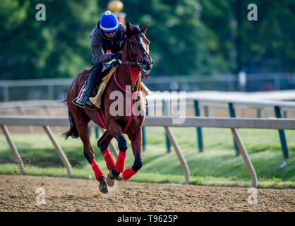 Baltimore, MD, USA. 17 Mai, 2019. Mai 17, 2019: Bodexpress galoppiert wie Pferde für Preakness Woche vorbereiten am Pimlico Rennstrecke in Baltimore, Maryland. Carlos Calo/Eclipse Sportswire/CSM/Alamy leben Nachrichten Stockfoto