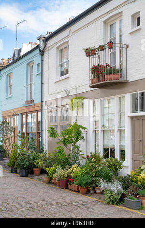 Kleine Bäume und Sträucher in den Behältern außerhalb Häuser in Cranley Mews, South Kensington, SW7, London. England Stockfoto