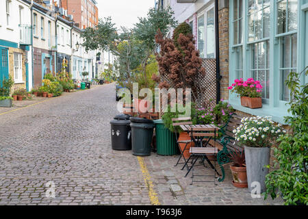 Kleine Bäume und Sträucher in den Behältern außerhalb Häuser in Cranley Mews, South Kensington, SW7, London. England Stockfoto