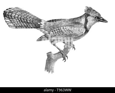 Blue Jay (Cyanocitta cristata) von La Galerie des Oiseaux Le Cabinet d'histoire naturelle du Jardin du Roi, 1834 edition, geschrieben von Louis Pierre Vieillot, mit Platten von Paul Louis Oudart. Vieillot, ein französischer Ornithologe, war der erste, der viele amerikanische Vogelarten Namen beschreiben und. Einige Vögel, einschließlich die Virginia Rail, die Cedar waxwing und das Haus Wren, tragen noch die wissenschaftlichen Namen, die er ihnen gab. Stockfoto