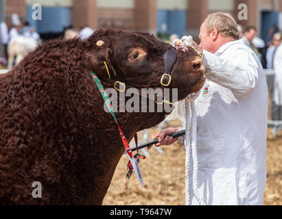 Hirt mit Vieh fahren Stick und Ruby Red Bull im Devon Devon County zeigen, 2019 Stockfoto