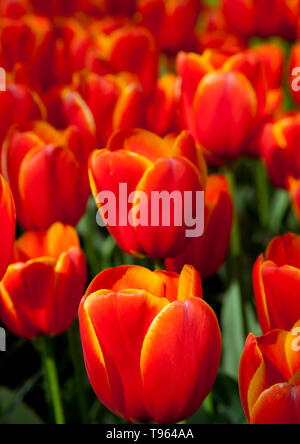 Keukenhof Holland, mit schönen bunten roten und gelben Tulpen Blumen und Blüten im Frühling. Europa Stockfoto