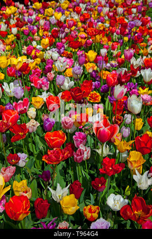 Keukenhof Holland, Tulpen mit schöne bunte Tulpen Blumen und Blüten im Frühling. Europa Stockfoto