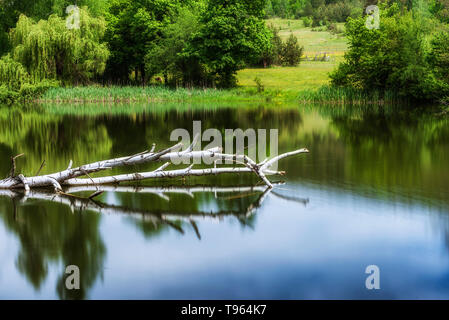 Toten Birke Baum im See Stockfoto