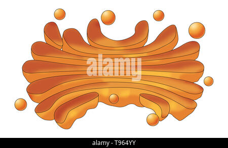 Darstellung der Golgi-apparat, Organellen in den meisten eukaryontischen Zellen gefunden. Stockfoto