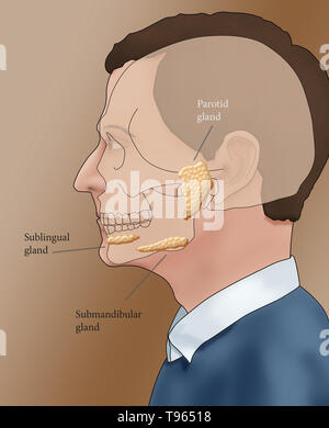 Abbildung: Lage der Speicheldrüsen in einem männlichen Profil. Stockfoto