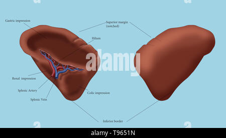 Abbildung: die Milz, mit verschiedenen Teile gekennzeichnet. Stockfoto