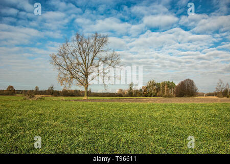 Eiche Baum ohne Blätter wachsen auf einer grünen Wiese und weiße Wolken am blauen Himmel Stockfoto