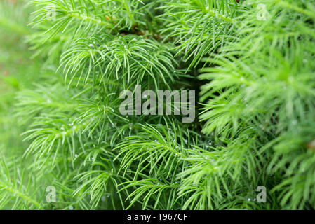 Grüne Feder juniper Zweige Makro Stockfoto