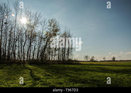 Grüne Wiese, Sonne hinter Bäumen und blauer Himmel - herbstliche Ansicht Stockfoto