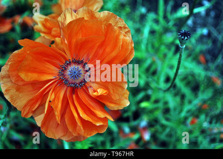 Blühende rote Koralle Poppy, close-up Detail Ansicht von oben, weiche Verschwommene grüne Gras Hintergrund Stockfoto