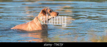 Süße Golden Retriever Hund ist die Kühlung seinen Körper im Teich Wasser Stockfoto