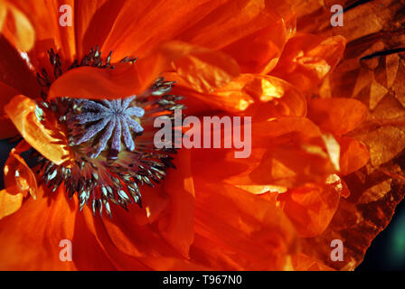 Blühende rote Koralle Poppy, close-up Detail, weichen hellen Hintergrund Stockfoto