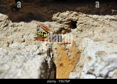 Wasp sitzen auf weichen Sandstrand verschwommenen Hintergrund Textur Stockfoto