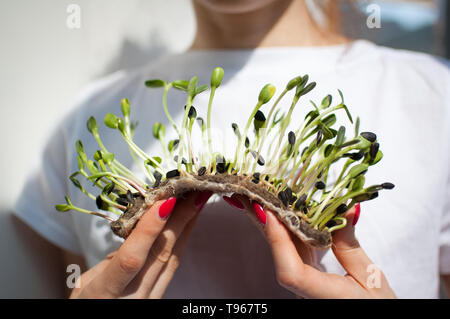 Weibliche Modell hält ein Stück rohes Gekeimtes microgreens auf Ihr weißes Hemd Hintergrund. Gesicht ist nicht sichtbar. Gesunde Ernährung, Landwirtschaft zu Hause, Diät Stockfoto