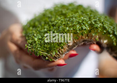 Weibliche Modell hält ein Stück rohes Gekeimtes microgreens auf Ihr weißes Hemd Hintergrund. Gesicht ist nicht sichtbar, eine Frau mit einer frischen Triebe von Rucola Stockfoto