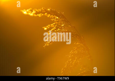 Gemeinsame Schilf (Phragmites australis) im Winter Sonnenlicht Stockfoto