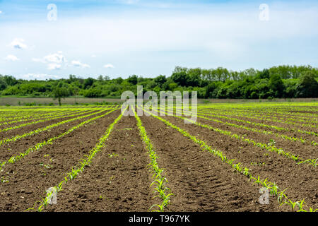 Sonnigen Tag über den großen Bereich der wenig Mais Idee Konzept Mais wachsen majestätische Landschaft mit hellen blauen Himmel Stockfoto