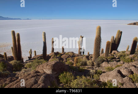 Riesige cardon Kakteen (echinopsis Atacamensis) auf Isla Incahuasi, Salar de Uyuni, Bolivien Stockfoto