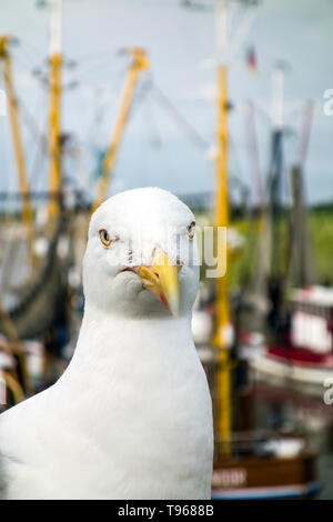 Krabbe Cutter und eine Möwe am Hafen in Greetsiel, Nordsee, Deutschland Stockfoto