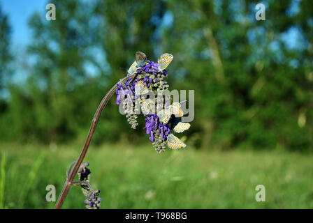 Die gemeinsame blauer Schmetterling (Polyommatus icarus) Männliche und weibliche Schmetterlinge sitzen auf blaue Salbei blühende Blume, Grün unscharfe Bäume und der blaue Himmel hinterg Stockfoto