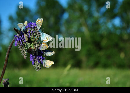Die gemeinsame blauer Schmetterling (Polyommatus icarus) Männliche und weibliche Schmetterlinge sitzen auf blaue Salbei blühende Blume, Grün unscharfe Bäume und Gras backgrou Stockfoto