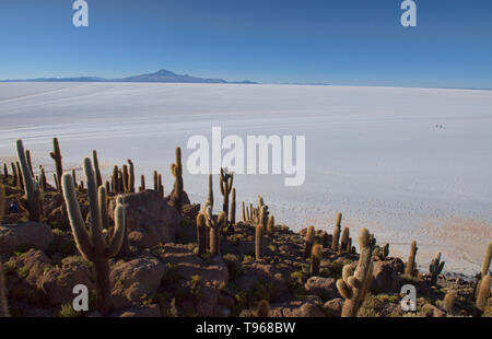 Riesige cardon Kakteen (echinopsis Atacamensis) auf Isla Incahuasi, Salar de Uyuni, Bolivien Stockfoto