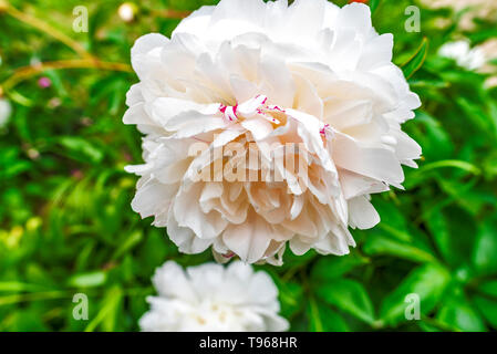 Schöne Pastell rosa Peonya pfingstrose Blüte Blume Stockfoto