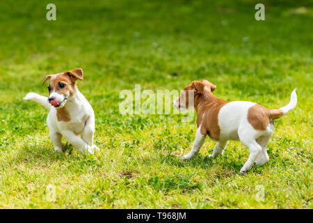 Zwei Jack Russell Terrier spielen. Zwei wunderschöne Jack Russell Welpen Stockfoto