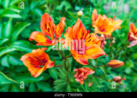 Schöne Orange Lilie (Lilium bulbiferum) auch als Feuer Lilie mit Garten Hintergrund bekannt Stockfoto