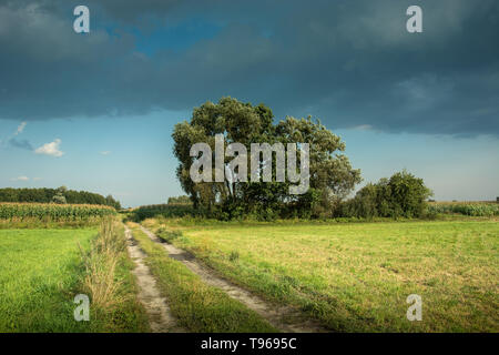 Piste und wachsenden Bäumen auf einer Wiese, graue Wolken am blauen Himmel Stockfoto