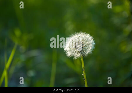 Löwenzahn Blume auf der Wiese Stockfoto