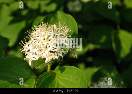 Frangula alnus (faulbaum, hochglänzend, Sanddorn, Sanddorn) Blüte Bush, Blühende weiße Blume Nahaufnahme Detail, dunkelgrüne Blätter verschwommen Stockfoto