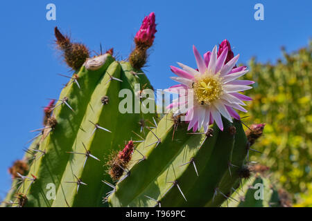 Cactus mit rosa Blüte offen gegen den blauen wolkenlosen Himmel Stockfoto