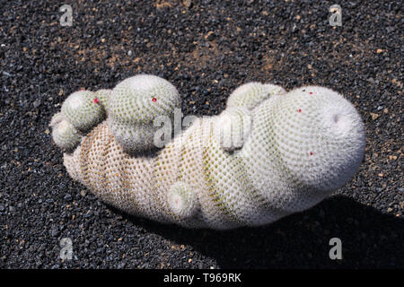 Cactus mammillaria albinalata an einem sonnigen Tag, in der Nähe der Farbe Foto Stockfoto