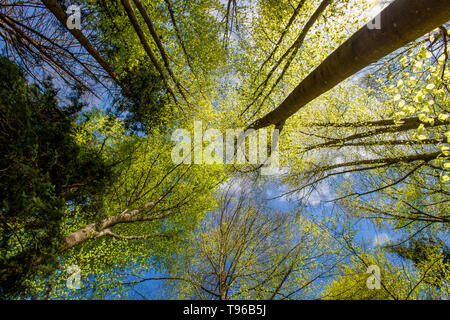Baumstämme im Wald, Reben von unten Stockfoto
