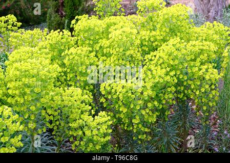 Blumen der Eruphorbia 'Characias' Unterart 'Wulfenii' Stockfoto