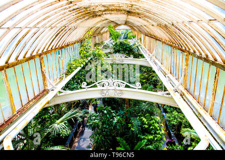 Innenraum der Palm House mit Spitzen von exotischen Pflanzen, Kew Gardens, London, UK Stockfoto