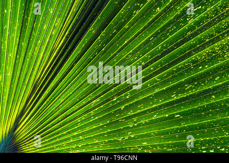 Nahaufnahme eines Palm Tree Leaf (Kew Gardens, London, UK) Stockfoto